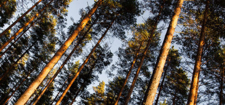 Mäntyjen runkoja kuvattuna alhaalta ylöspäin.