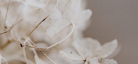 Valkoinen kukka lähikuvassa on herkkä, hauras ja runsas.