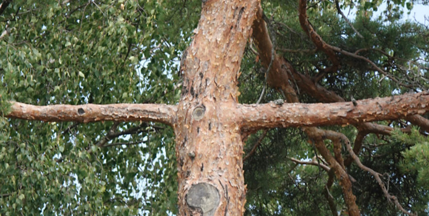 Puun rungosta ja oksista muodostuva ristikuvio