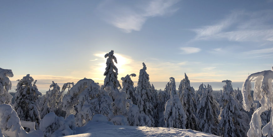 Luminen maisema ja lumiset puut. Aurinko paistaa kuusten takaa.