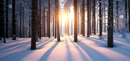 Luminen metsä, puiden runkoja, joiden välistä paistaa aurinko.
