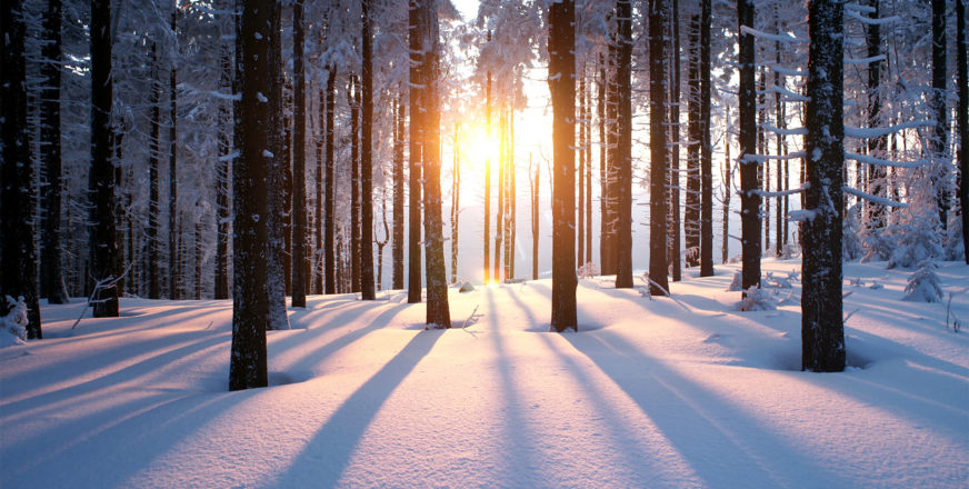 Luminen metsä, puiden runkoja, joiden välistä paistaa aurinko.