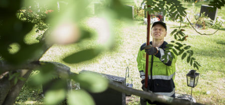 Hautausmaan työntekijä leikkaa oksasahalla puun oksia.