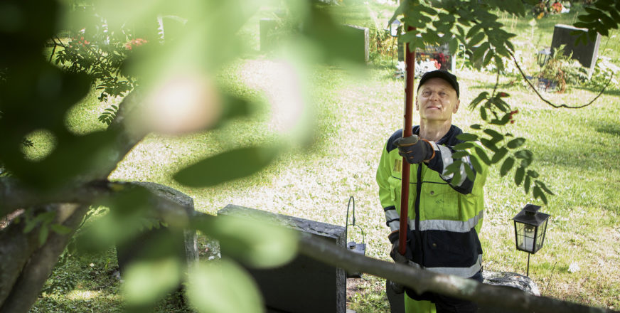 Hautausmaan työntekijä leikkaa oksasahalla puun oksia.