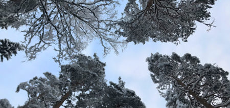 Lumisia puita alhaalta taivaalle päin kuvattuna.