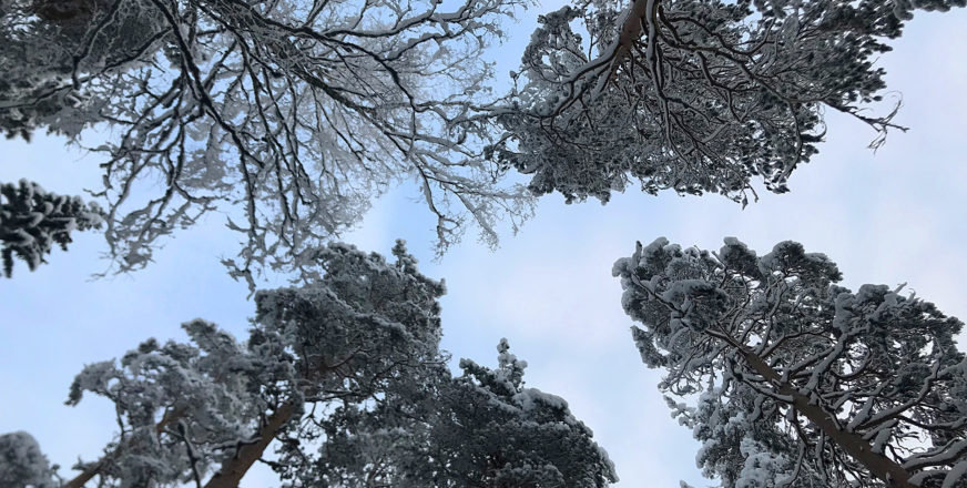 Lumisia puita alhaalta taivaalle päin kuvattuna.