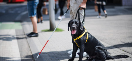 Musta labradorinoutaja valjaissa vierellään valkoisen kepin kanssa seisova mies