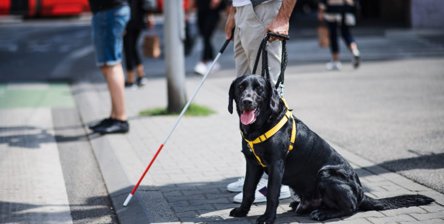 Musta labradorinoutaja valjaissa vierellään valkoisen kepin kanssa seisova mies