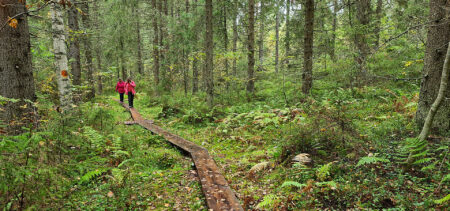 Pitkospuut johdattavat punatakkiset kulkijat metsän siimekseen.