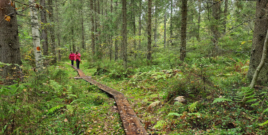 Pitkospuut johdattavat punatakkiset kulkijat metsän siimekseen.