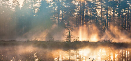 Havumetsän puiden välistä auringonsäteet heijastuvat lammen pintaan.