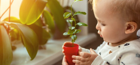 Taaperoikäinen lapsi pitää kädessään pientä punaista ruukkua, jossa viherkasvin taimi. Aikuisen käsi tukena. Taustalla ikkunalauta, jossa lisää viherkasveja.