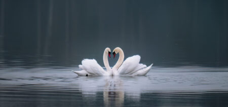 Kaksi joutsenta peilityynellä järvellä nokat vastakkain