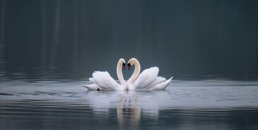 Kaksi joutsenta peilityynellä järvellä nokat vastakkain