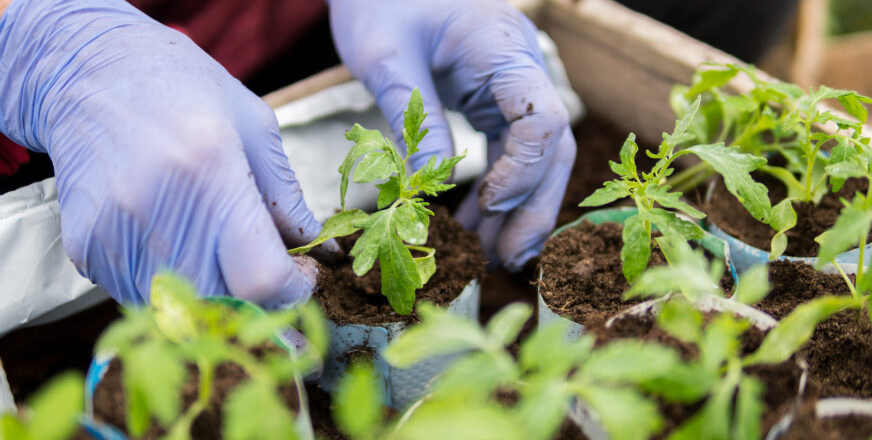Kädet, joissa kumihanskat ja pieniä taimiruukkuja.