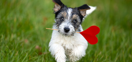 Pieni koiranpentu kirmailee nurmikolla suussansa tikku, jonka päässä punainen sydän.