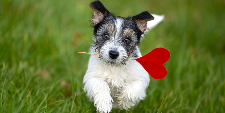 Pieni koiranpentu kirmailee nurmikolla suussansa tikku, jonka päässä punainen sydän.
